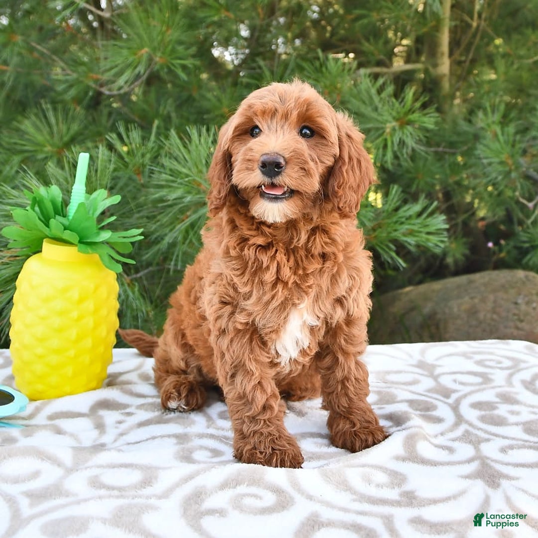 Mini Goldendoodle dogs for sale: Daisy - Image 2