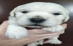 Golden Retriever dogs for sale: Brownie - Image 1