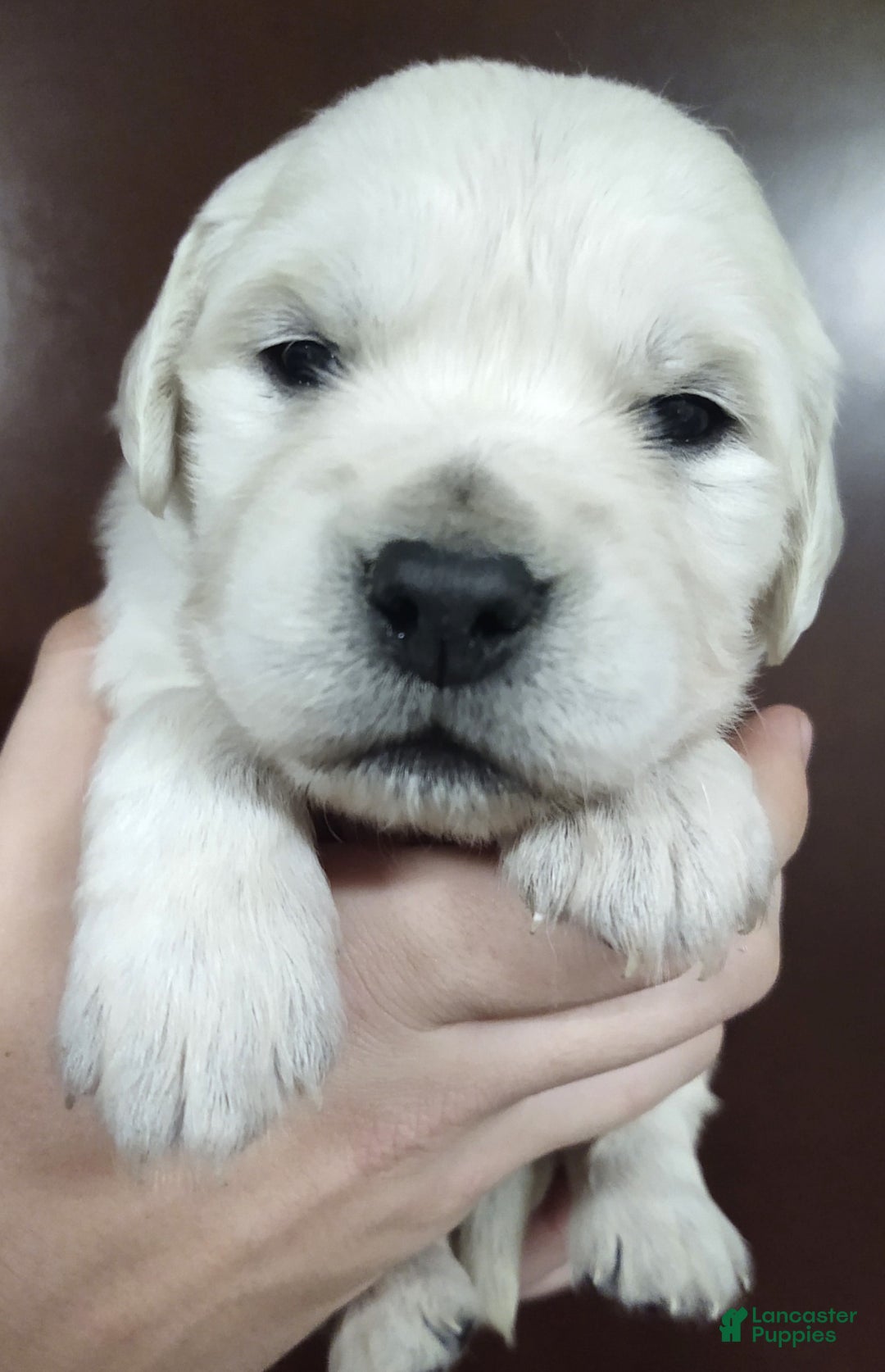 Golden Retriever dogs for sale: Brownie - Image 1