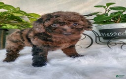 Miniature Poodle dogs for sale: Pippi - Image 1