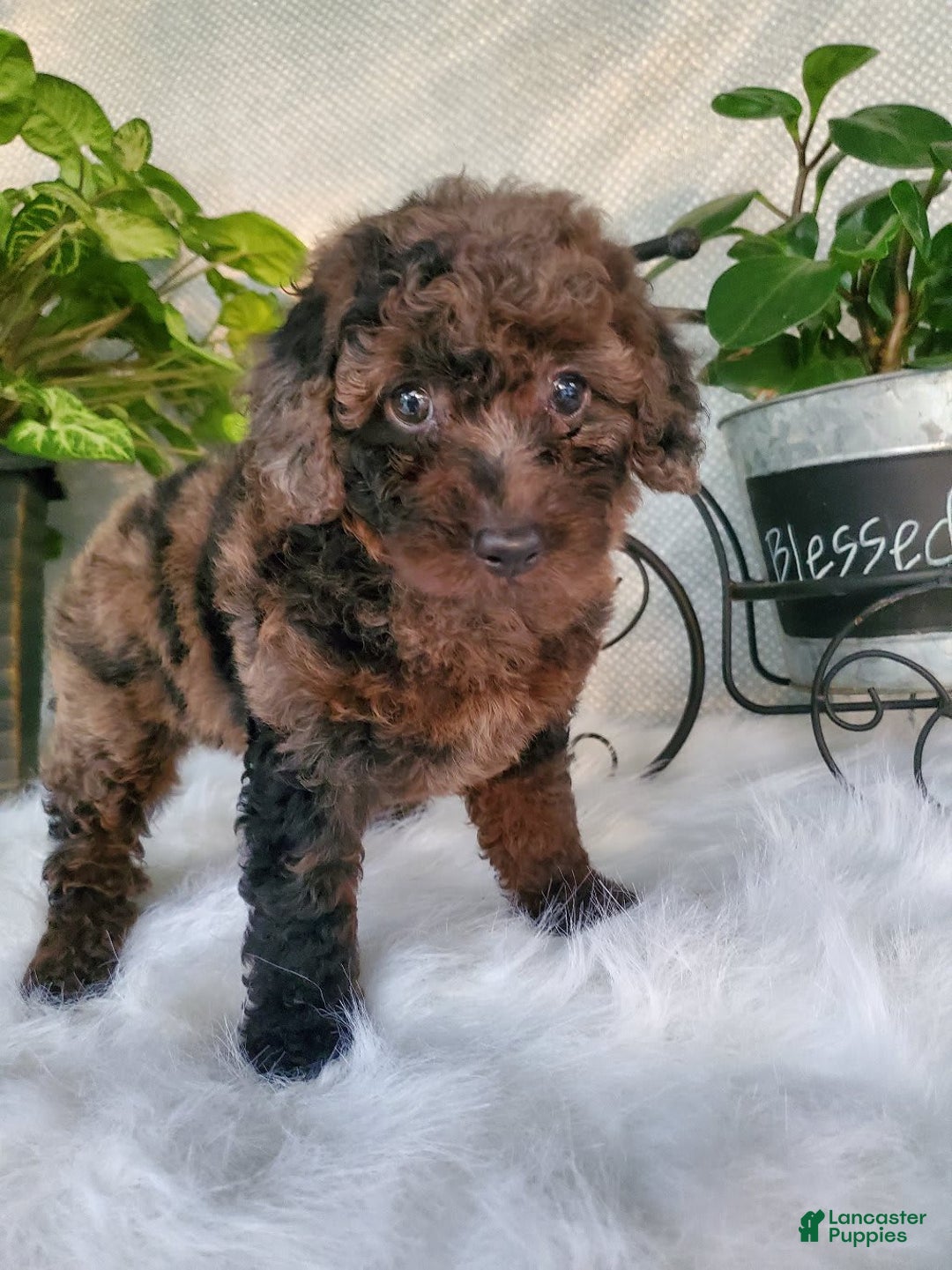 Miniature Poodle dogs for sale: Pippi - Image 1
