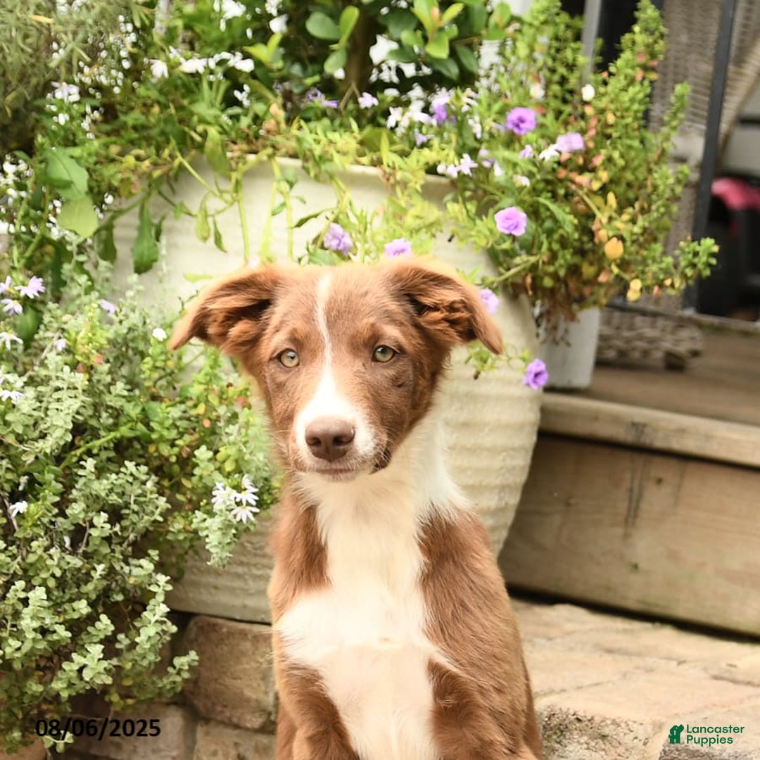 Border Collie dogs for sale: Saige - Image 5