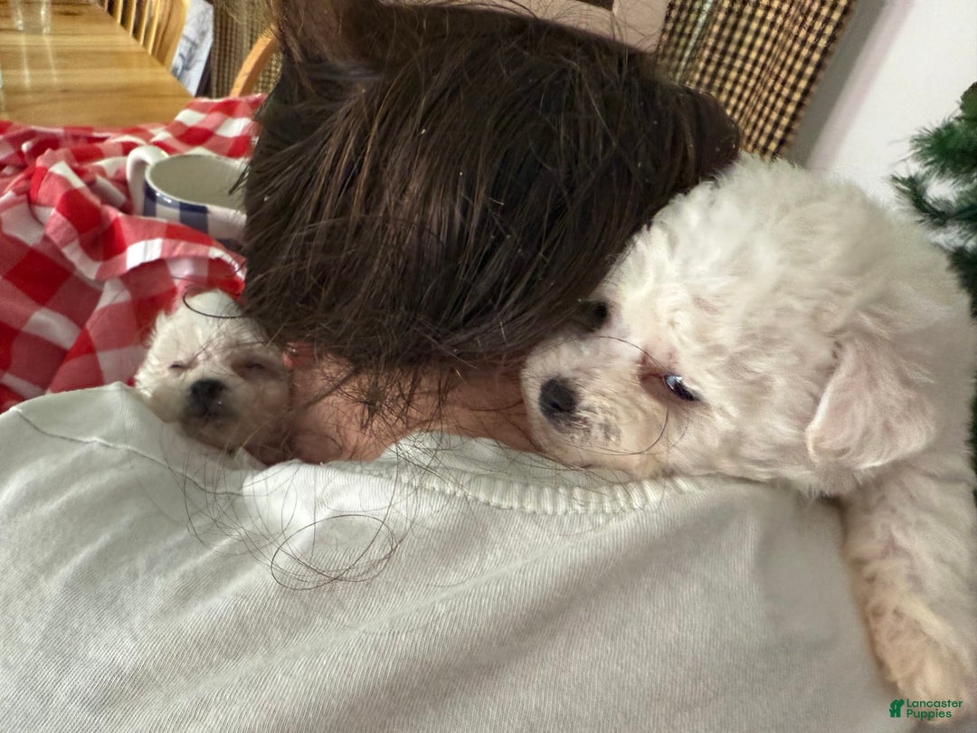 Bichon Frise dogs for sale: Prince - Image 15