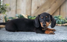 Miniature Dachshund dogs for sale: Diamond - Image 3