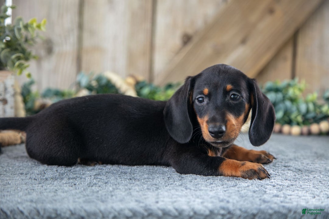 Miniature Dachshund dogs for sale: Diamond - Image 3