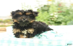 Morkie dogs for sale: Bella - Image 3