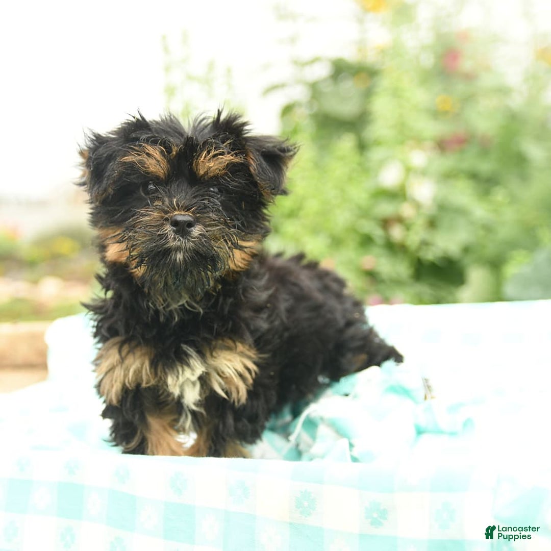 Morkie dogs for sale: Bella - Image 3