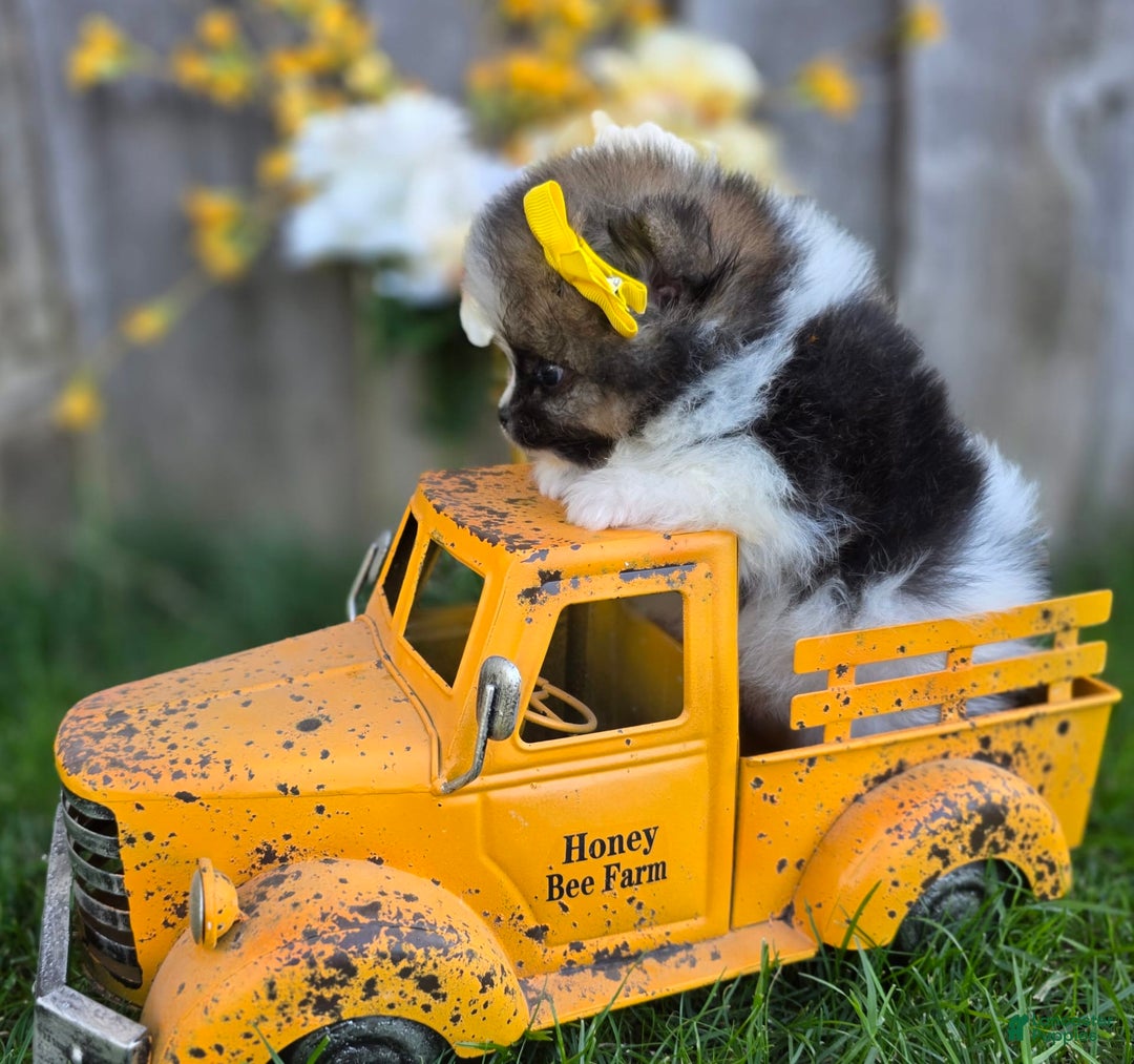 Pomeranian dogs for sale: Nirvana - Image 8