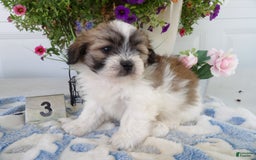 Teddy Bear dogs for sale: Melody - Image 4
