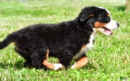 Bernese Mountain Dog dogs for sale: Bella - Image 7