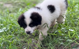 Great Pyrenees dogs for sale: Red Boy - Image 1