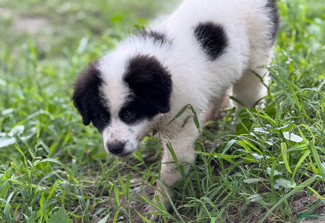 Great Pyrenees dogs for sale: Red Boy - Image 1