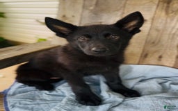 German Shepherd dogs for sale: Ellie - Image 6