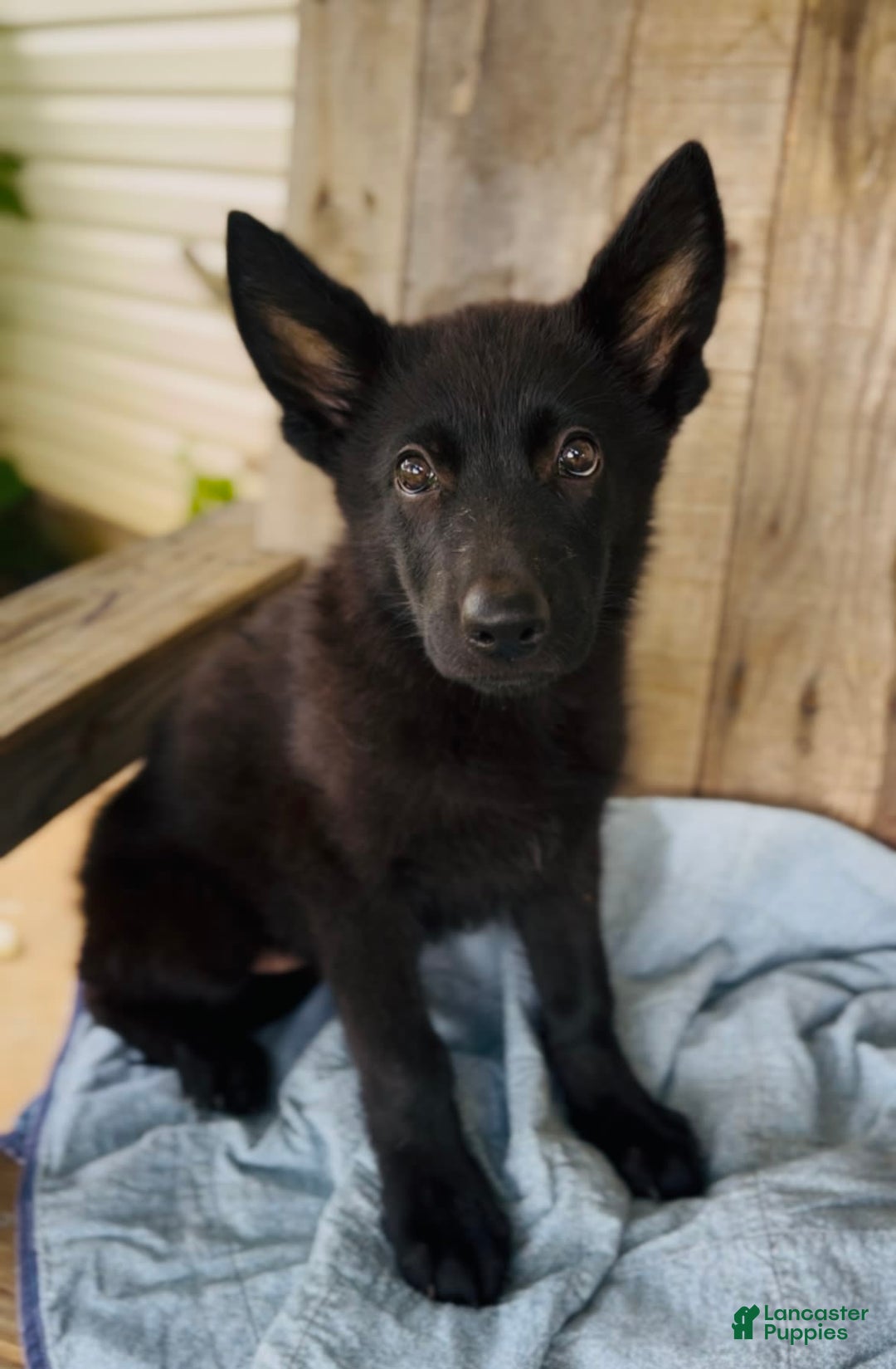 German Shepherd dogs for sale: Ellie - Image 6