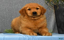 Golden Retriever dogs for sale: Millie - Image 1
