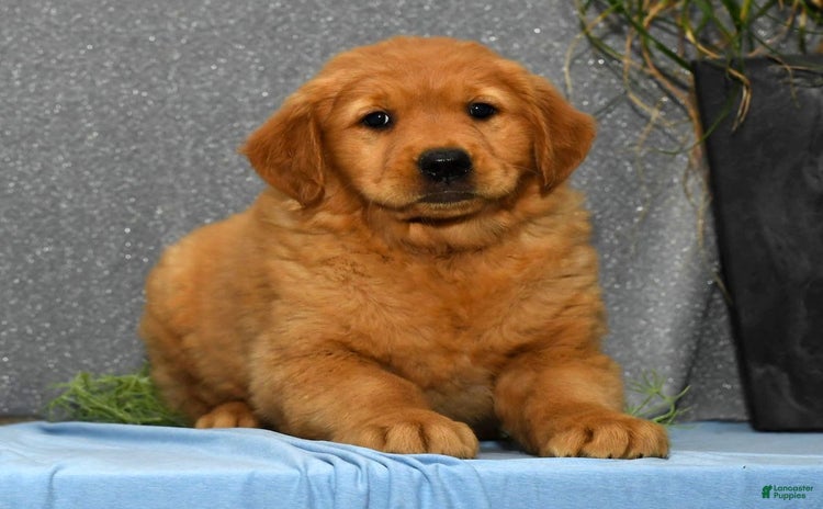 Golden Retriever dogs for sale - Ad 2