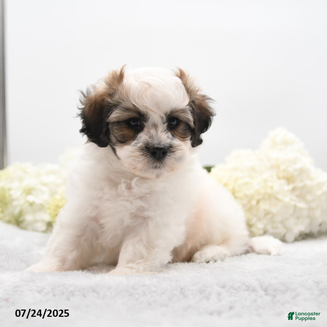 Teddy Bear dogs for sale: Isaiah - Image 4