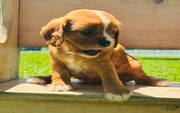 Cavalier King Charles Spaniel dogs for sale: Sunlight - Image 7