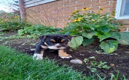 Olde English Bulldogge dogs for sale: Archer - Image 9