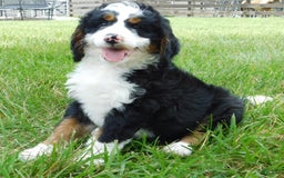 Mini Bernedoodle dogs for sale: Kody - Image 3