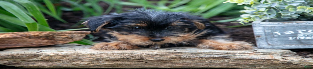 Sammy