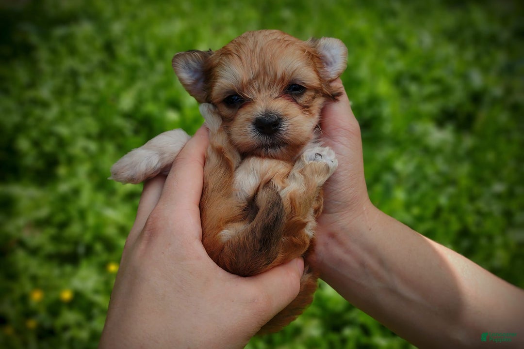 Morkie dogs for sale: Rare Gold Merle Bumblebee - Image 8