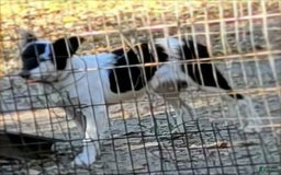 Border Collie dogs for sale: Divvy - Image 25