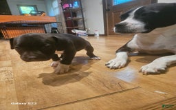 American Bully dogs for sale: Princess - Image 2