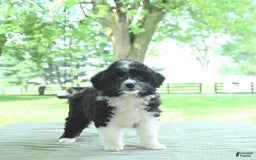 Mini Aussiedoodle dogs for sale: Walker - Image 8