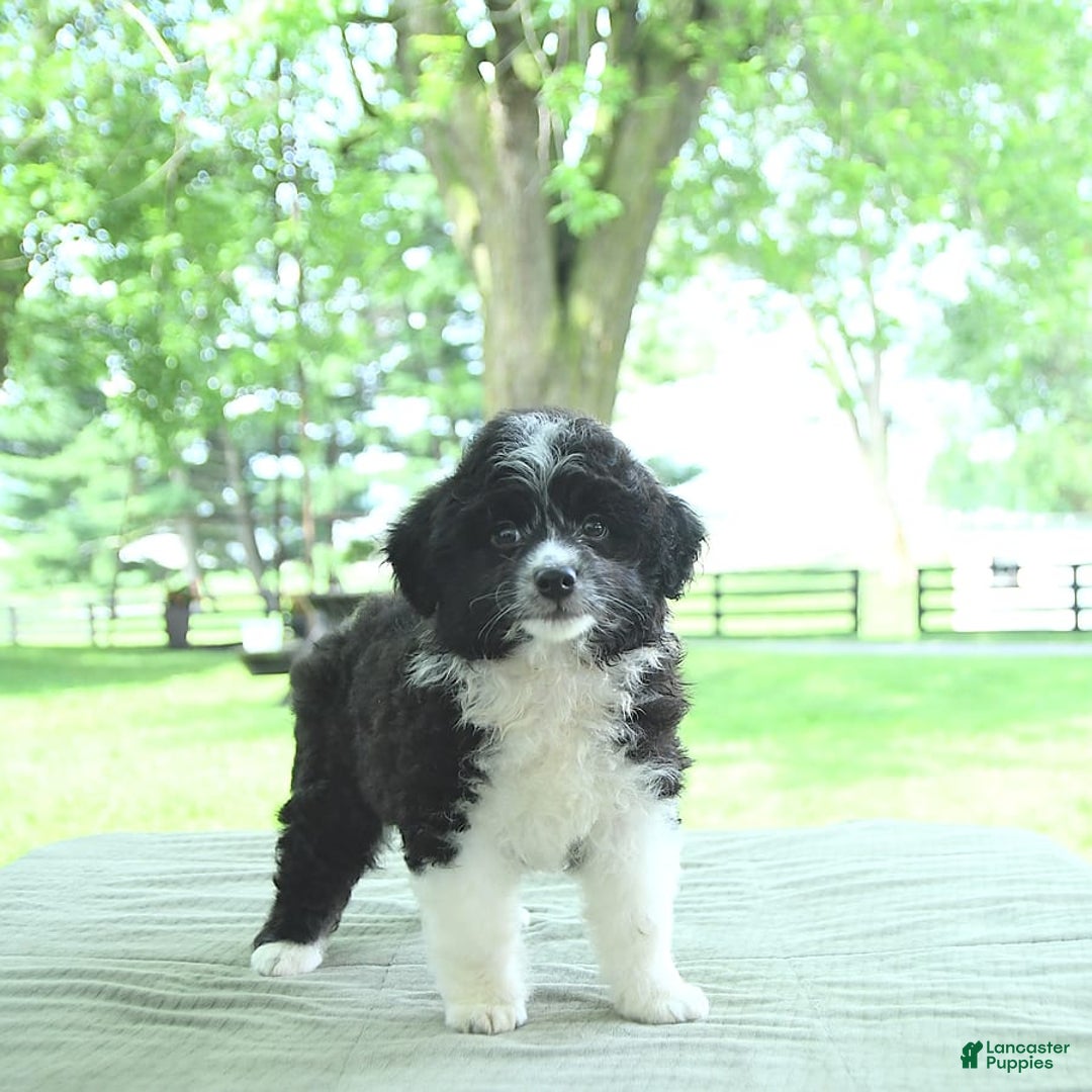 Mini Aussiedoodle dogs for sale: Walker - Image 8