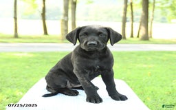 Cane Corso dogs for sale: Maple - Image 2