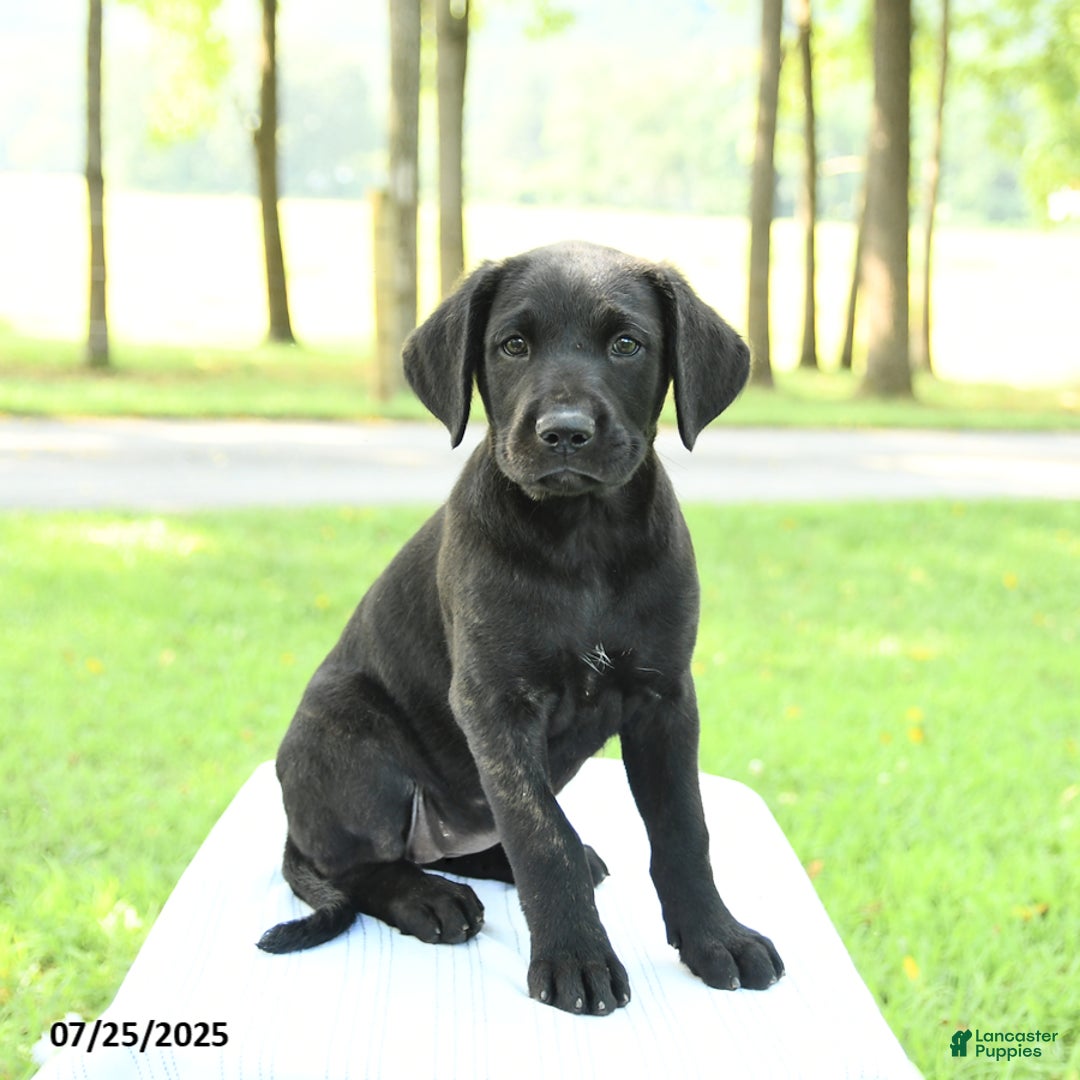 Cane Corso dogs for sale: Maple - Image 2
