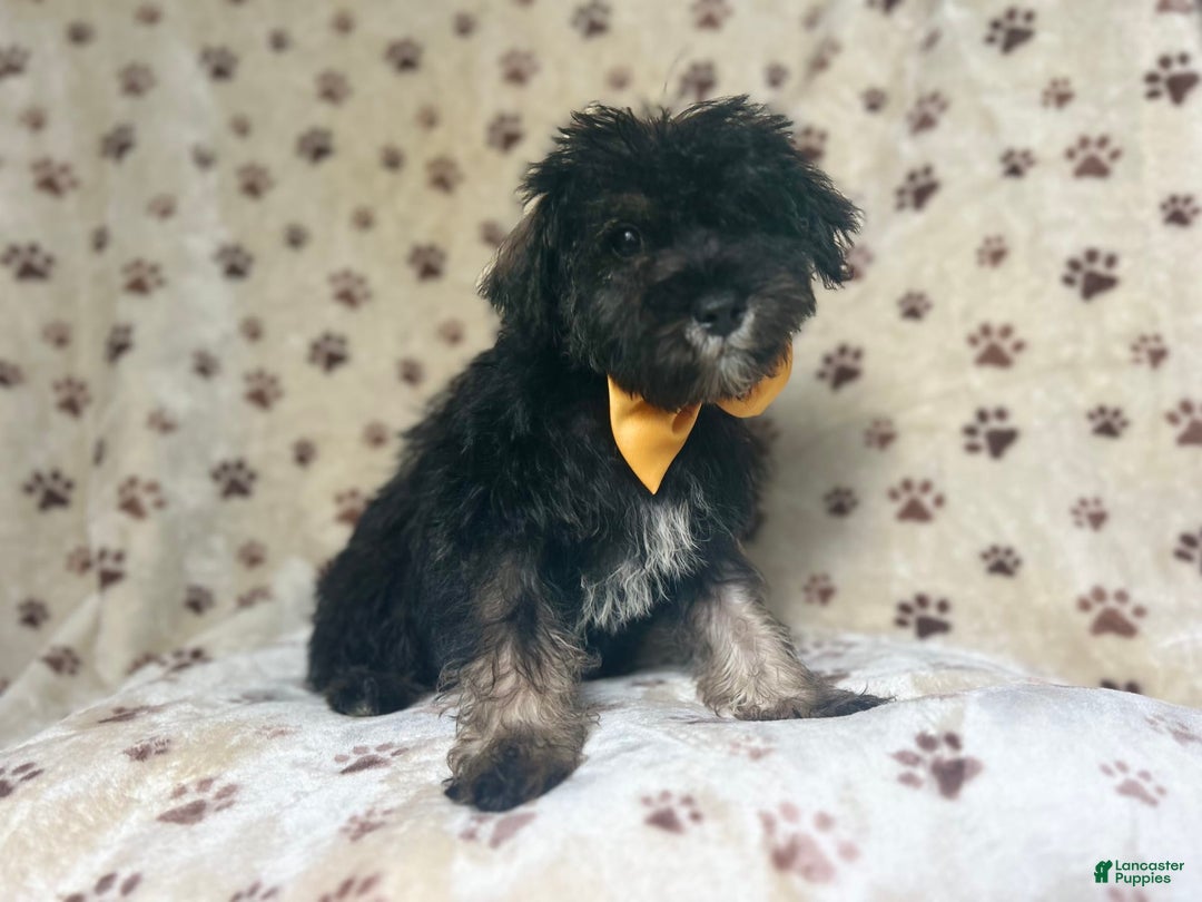 Miniature Schnauzer dogs for sale: Chaos - Image 3