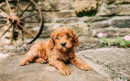 Cavapoo dogs for sale: Bruno - Image 1