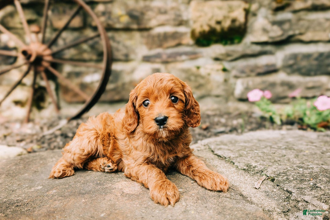 Cavapoo dogs for sale: Bruno - Image 1