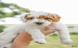 Mini Goldendoodle dogs for sale: Red Collar - Image 3