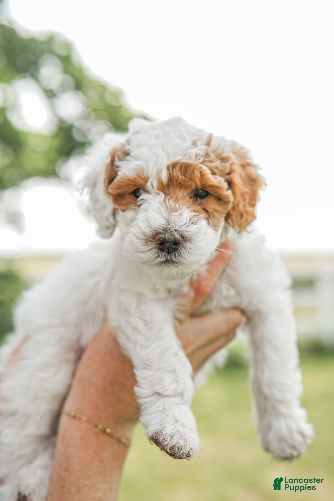 Mini Goldendoodle dogs for sale: Red Collar - Image 3