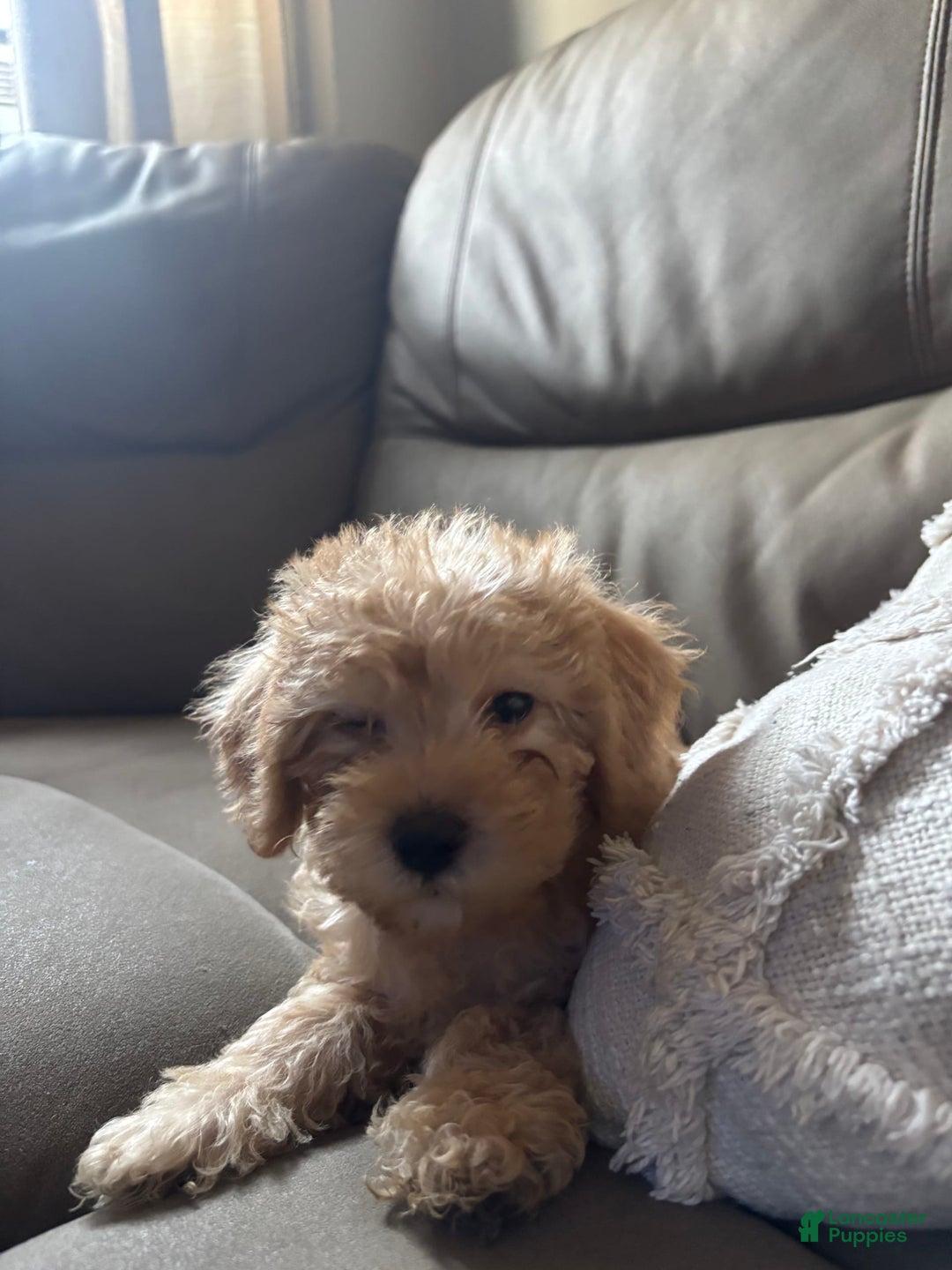 Cavapoo dogs for sale: Charlie - Image 4
