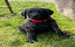 English Mastiff dogs for sale: Angel - Image 5