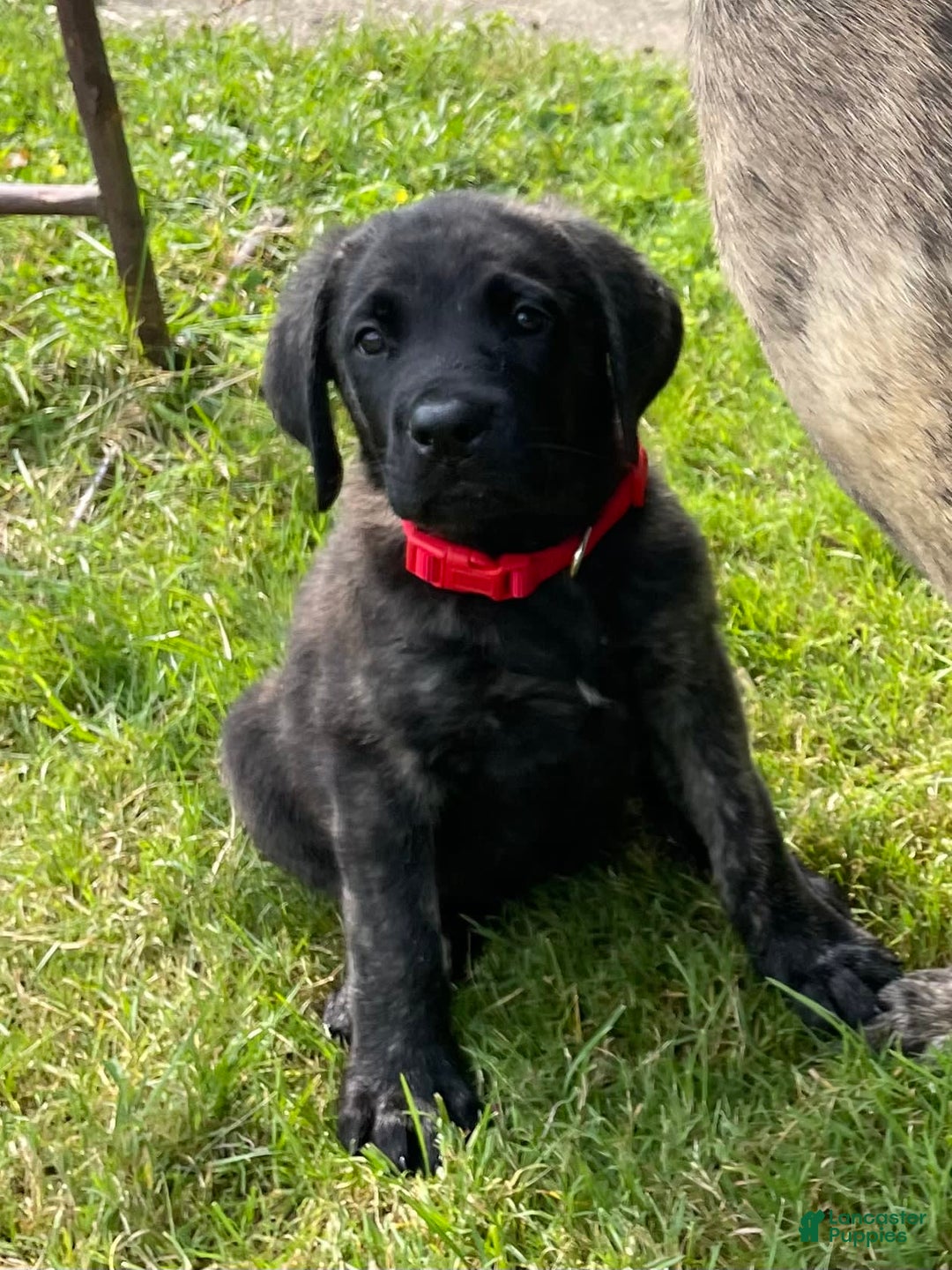 English Mastiff dogs for sale: Angel - Image 5