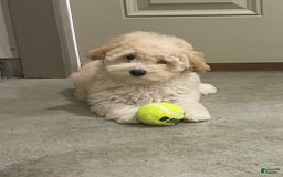 Bichpoo dogs for sale: Cooper - Image 3