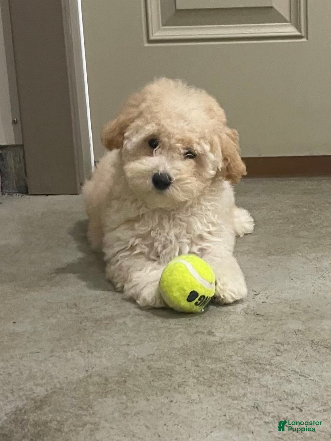 Bichpoo dogs for sale: Cooper - Image 3