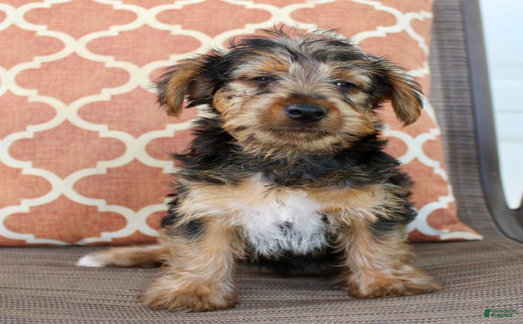 Yorkshire Terrier dogs for sale - Ad 4