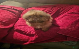 Shih Tzu dogs for sale: Not Named Yet - Image 3