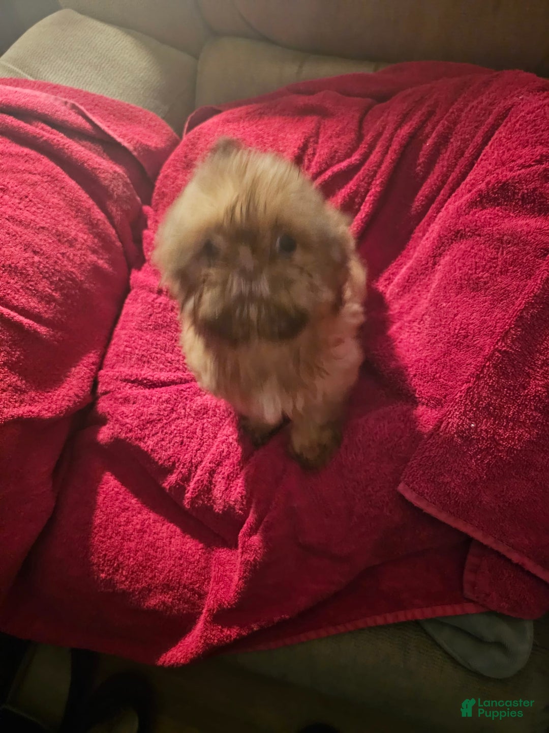 Shih Tzu dogs for sale: Not Named Yet - Image 3