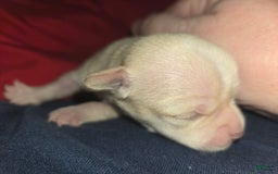 Chihuahua dogs for sale: Cream Girl - Image 3