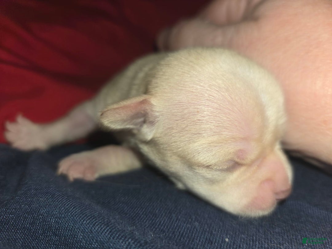 Chihuahua dogs for sale: Cream Girl - Image 3