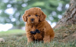 Mini Goldendoodle dogs for sale: Blaze - Image 6