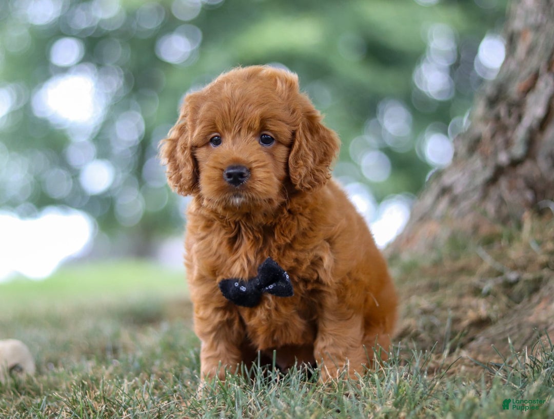 Mini Goldendoodle dogs for sale: Blaze - Image 6