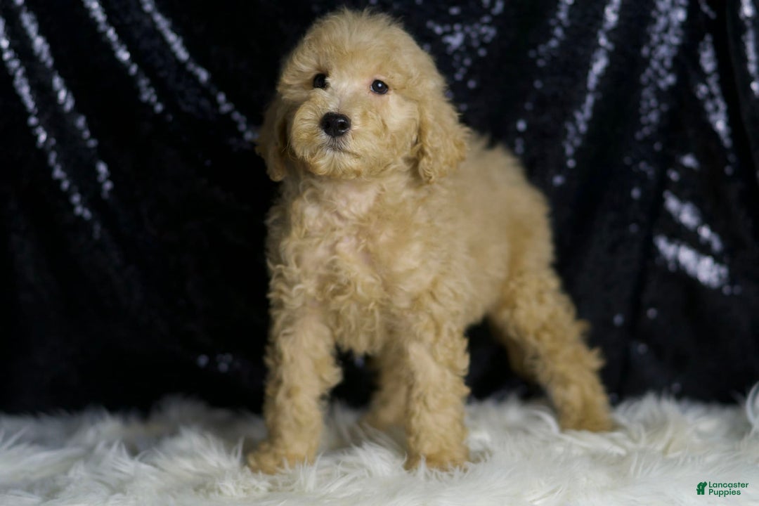 Mini Goldendoodle dogs for sale: Duke - Image 5